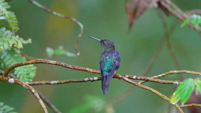 kolibřík vidloocasý - ML480319841