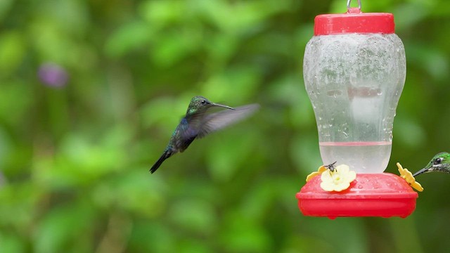 kolibřík vidloocasý - ML480320211