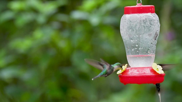 kolibřík vidloocasý - ML480320221