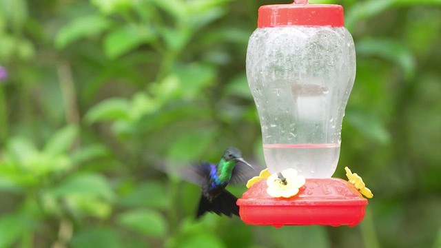 kolibřík vidloocasý - ML480320331