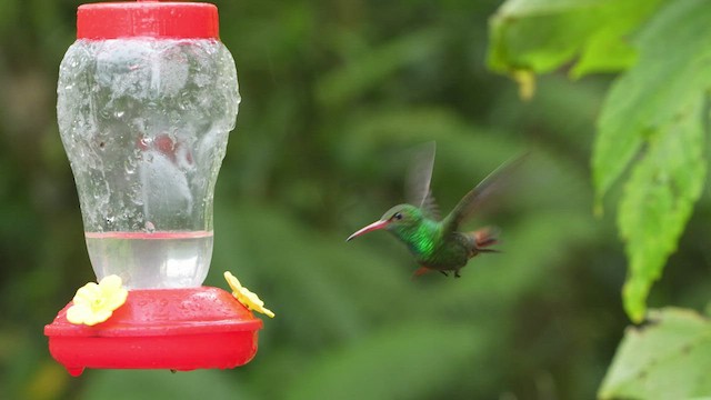 Rufous-tailed Hummingbird - ML480320481