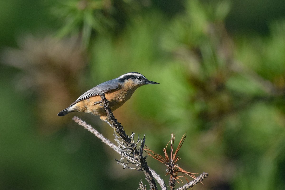 Red-breasted Nuthatch - ML480320541