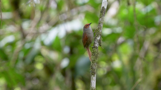 Red-faced Spinetail - ML480320571
