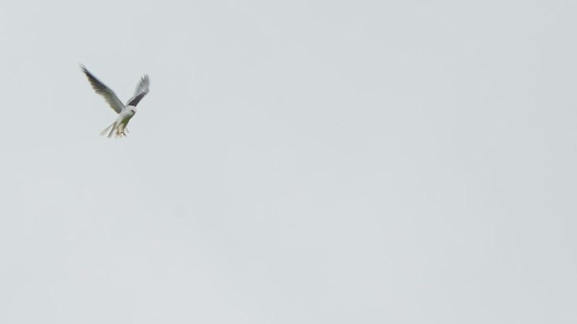 White-tailed Kite - ML480320711