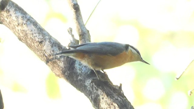Red-breasted Nuthatch - ML480322721