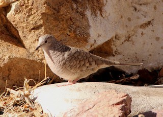 Inca Dove, ML48032311