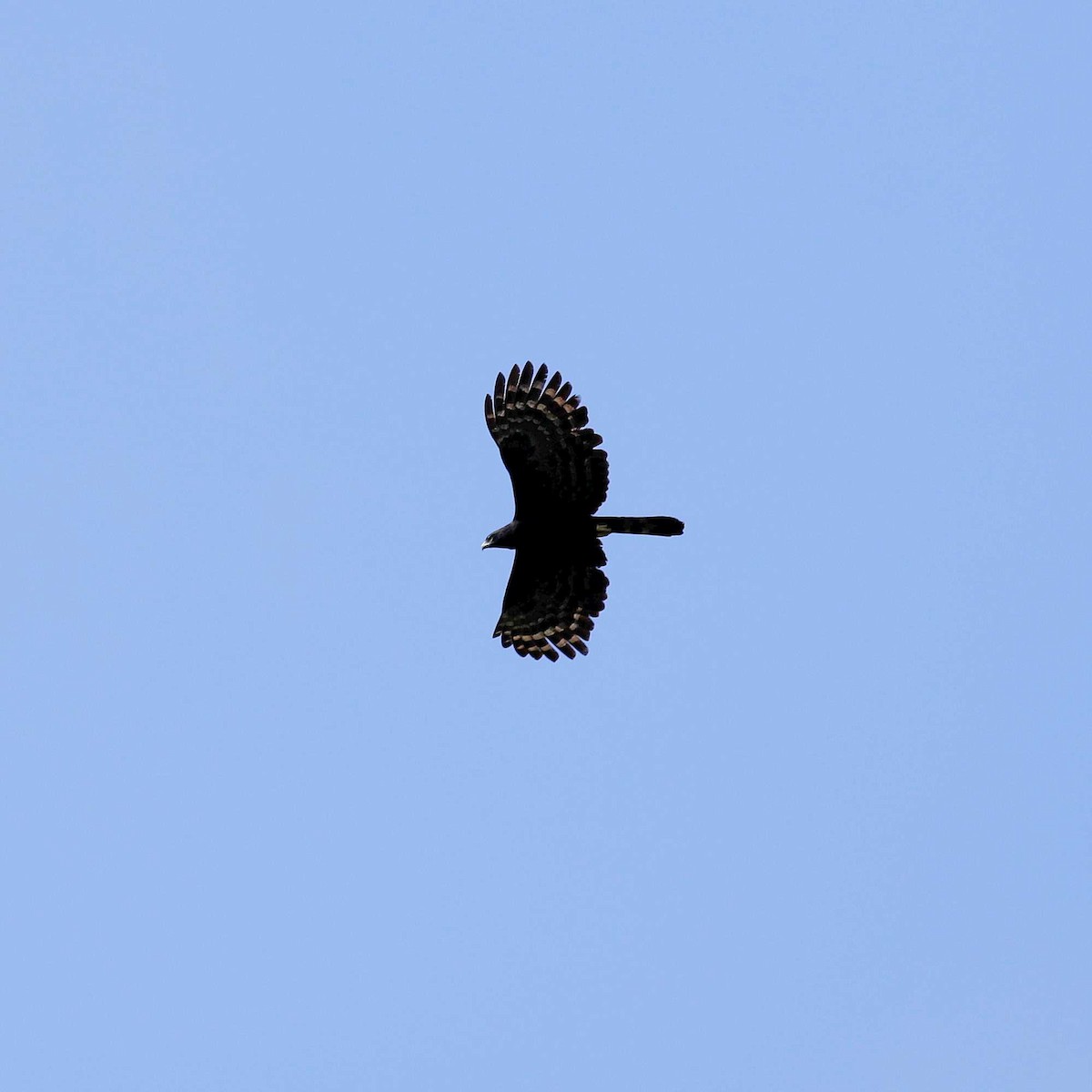 Чёрный хохлатый орёл - ML480323671