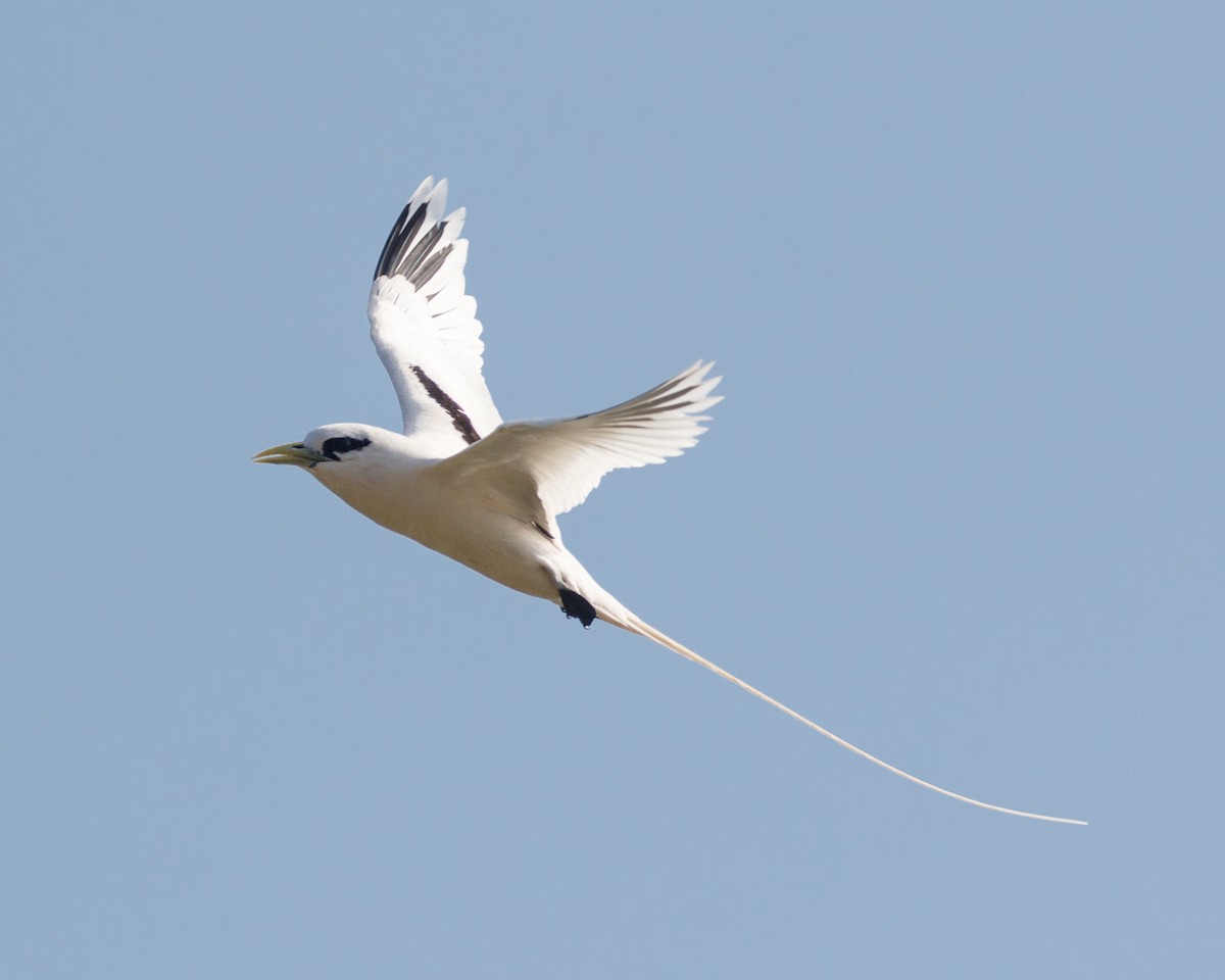 White-tailed Tropicbird - ML480324561