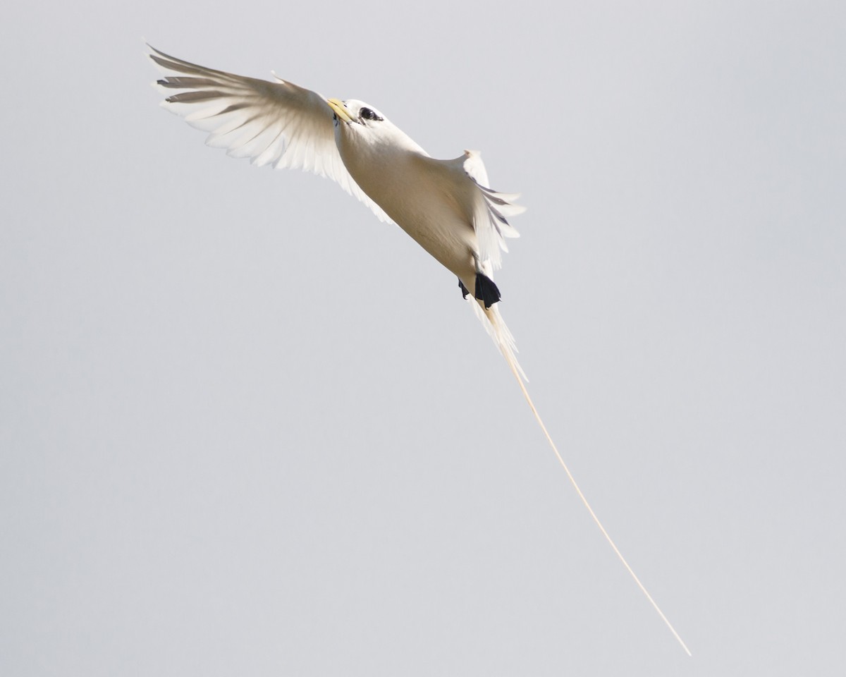 White-tailed Tropicbird - ML480324711