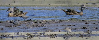 Wood Duck, ML480324951