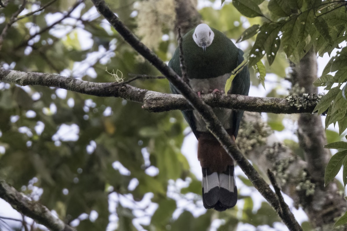 White-bellied Imperial-Pigeon - ML480325111