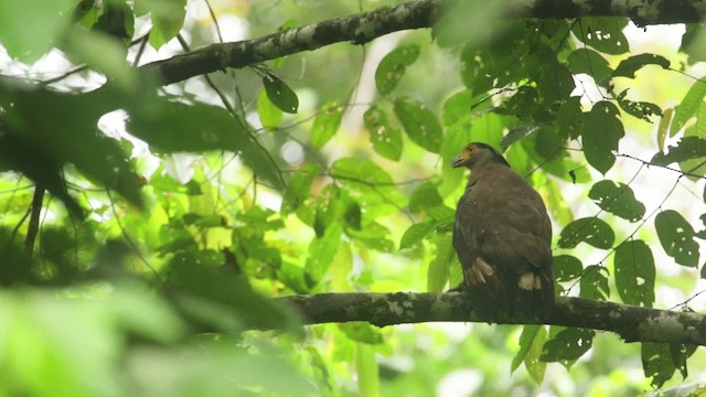 Crested Serpent-Eagle - ML480326
