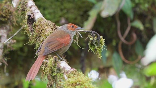 Red-faced Spinetail - ML480326321