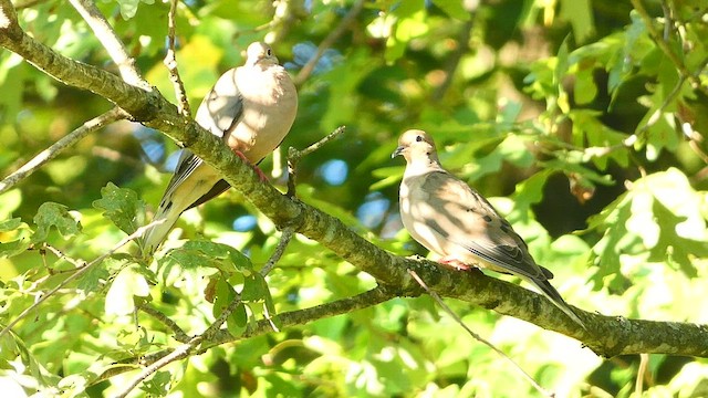 Mourning Dove - ML480328921
