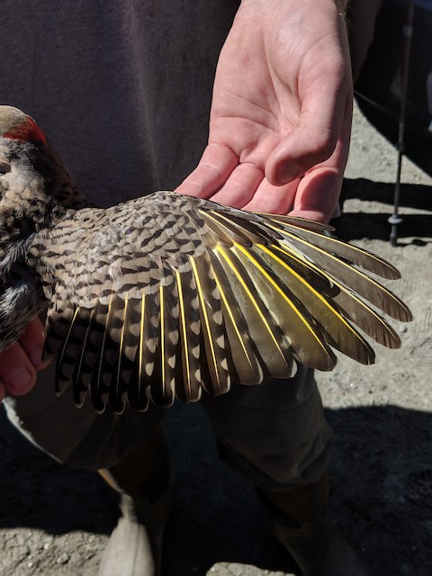 Third Basic male Northern Flicker (Yellow-shafted subspecies <em class="SciName notranslate">luteus</em>). - Northern Flicker (Yellow-shafted) - 