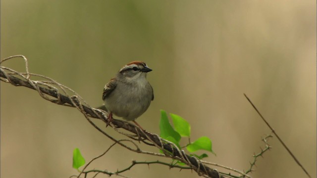 Chipping Sparrow - ML480331