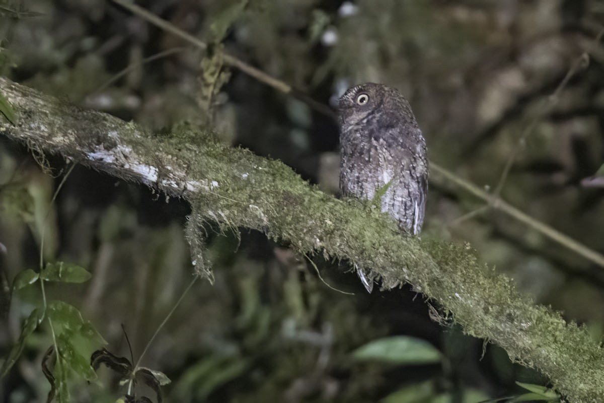 Sulawesi Scops-Owl - Robert Lockett