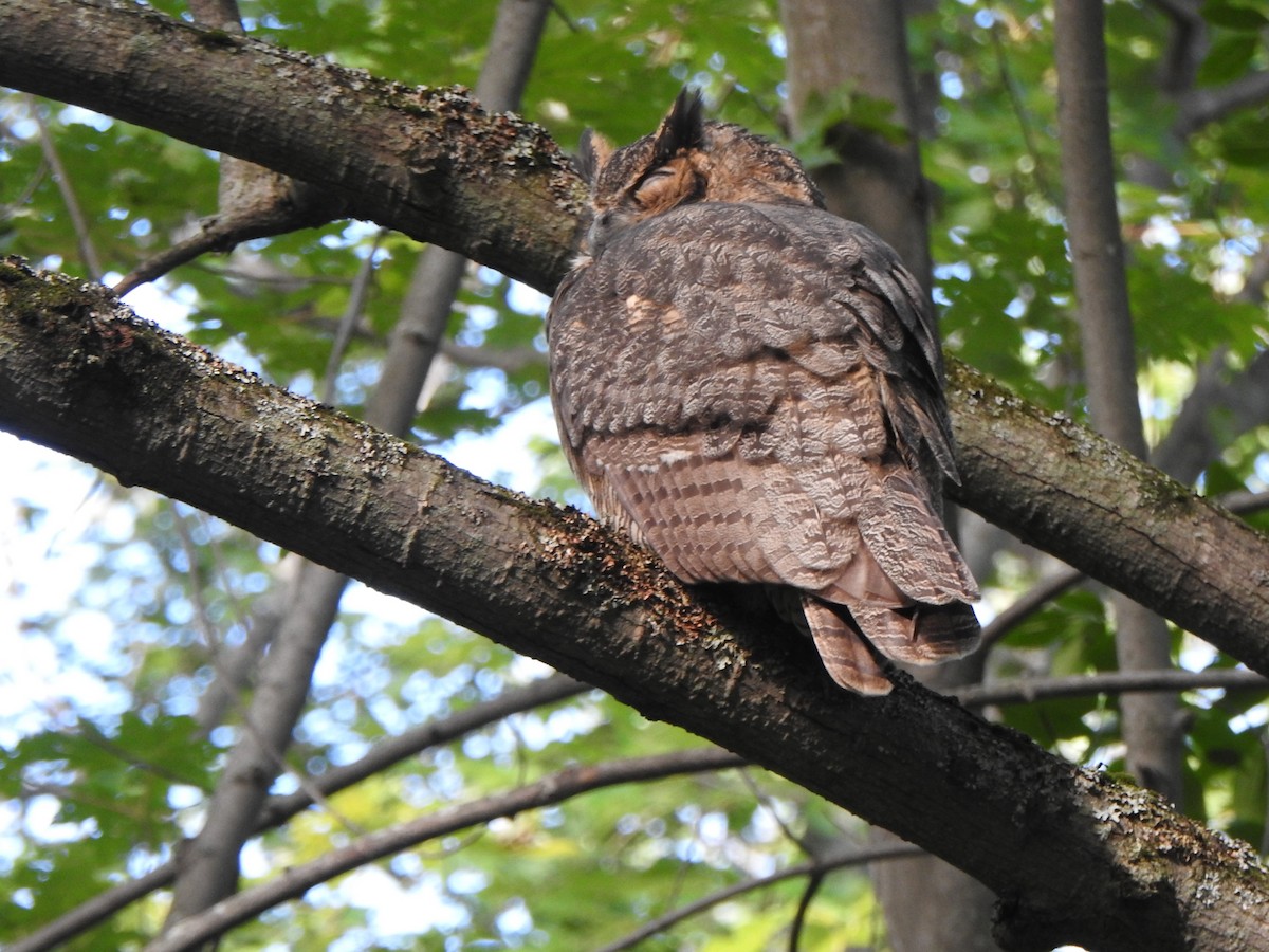 Great Horned Owl - ML480345931