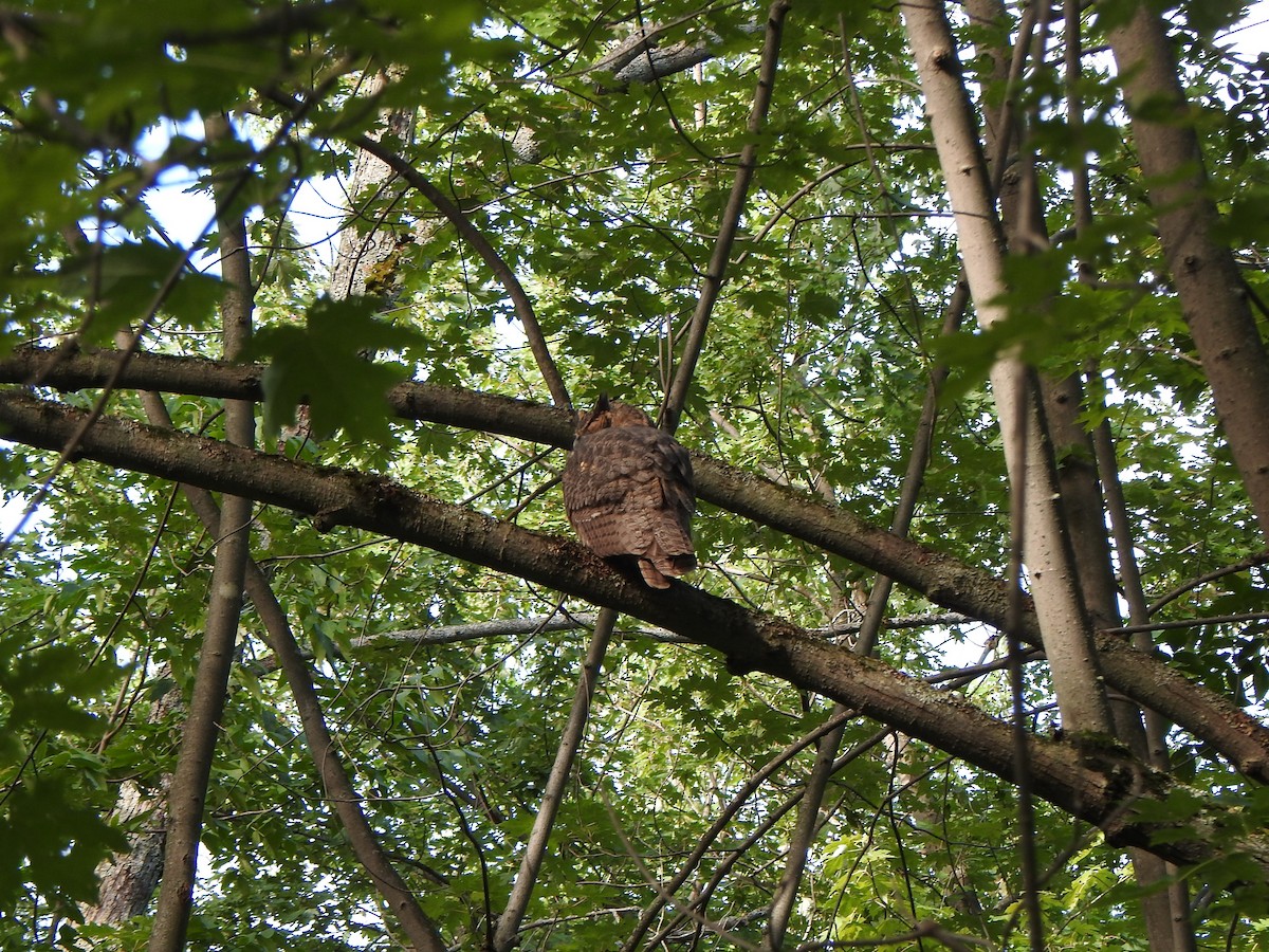 Great Horned Owl - ML480345941