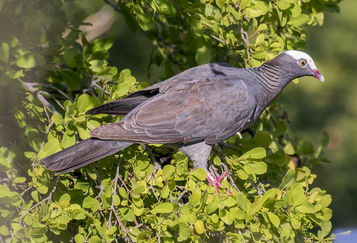 White-crowned Pigeon - ML480347381