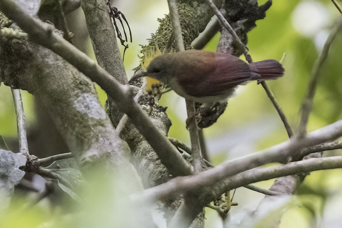 Crimson Sunbird (Sulawesi) - Robert Lockett