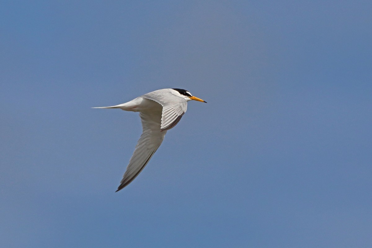 Little Tern - Nigel Voaden