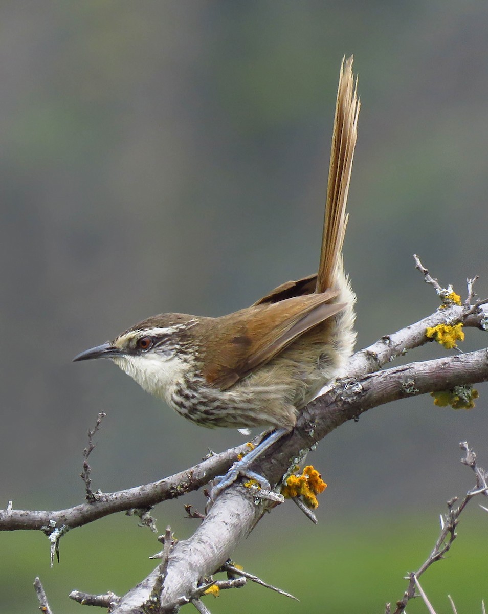 Great Spinetail - ML480356801