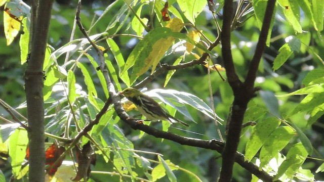 Black-throated Green Warbler - ML480368411
