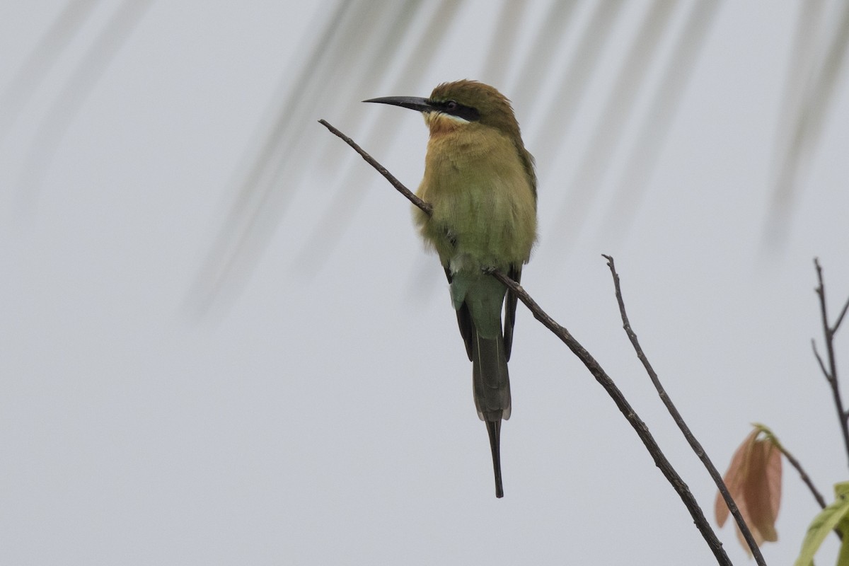 Blue-tailed Bee-eater - ML480368521