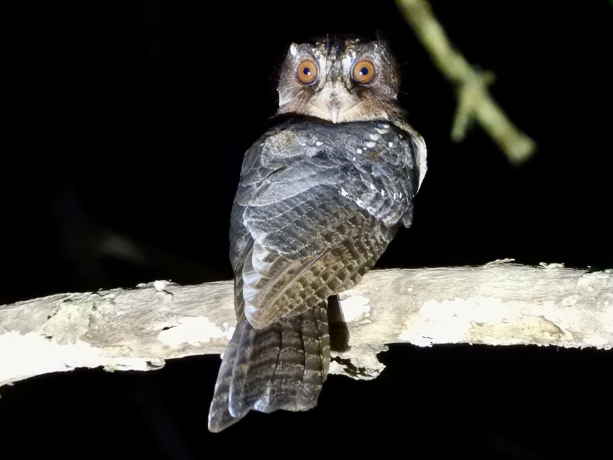 Moluccan Owlet-nightjar - Catherine McFadden