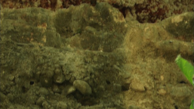 Troglodyte des canyons - ML480372