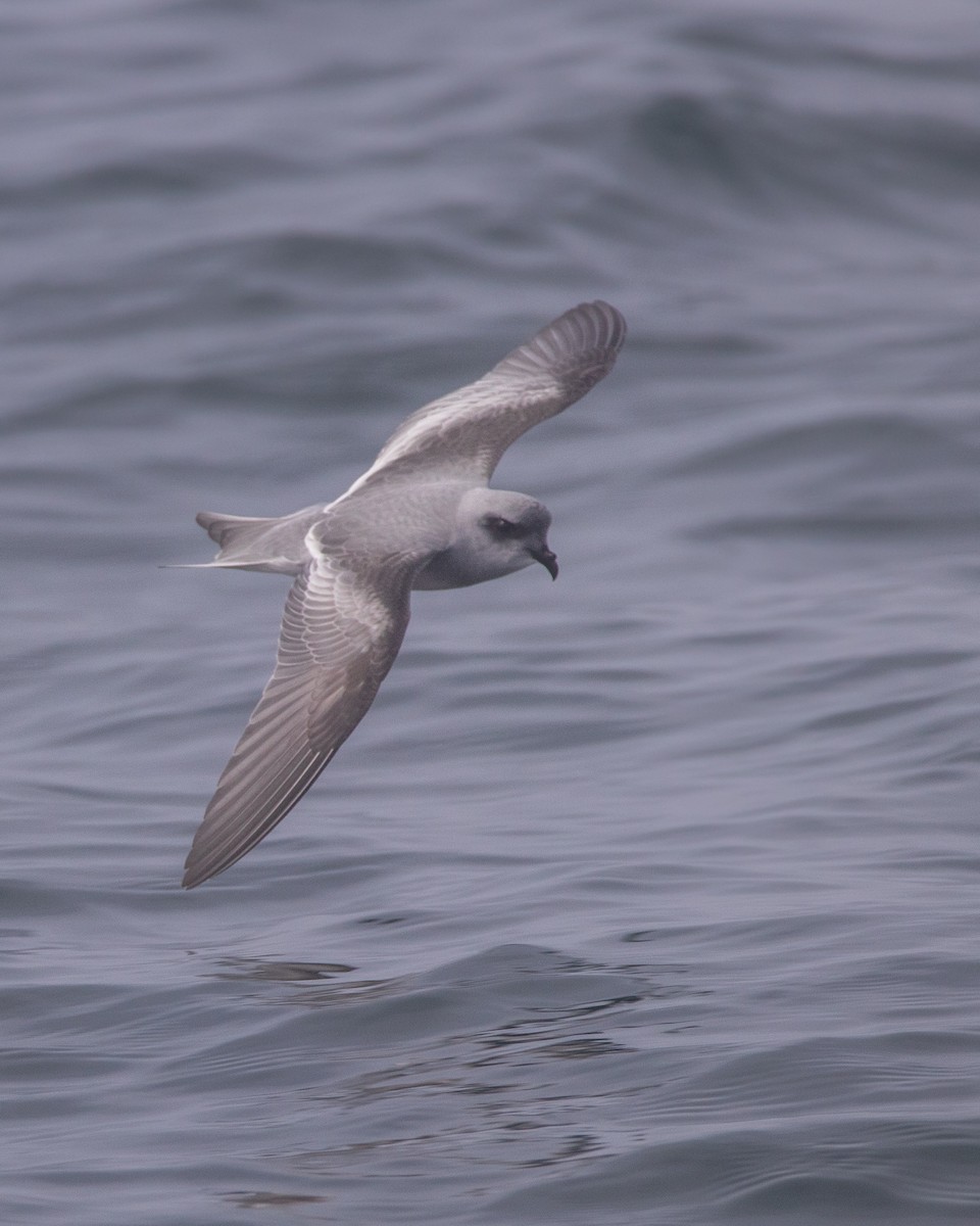 Fork-tailed Storm-Petrel - ML480373371