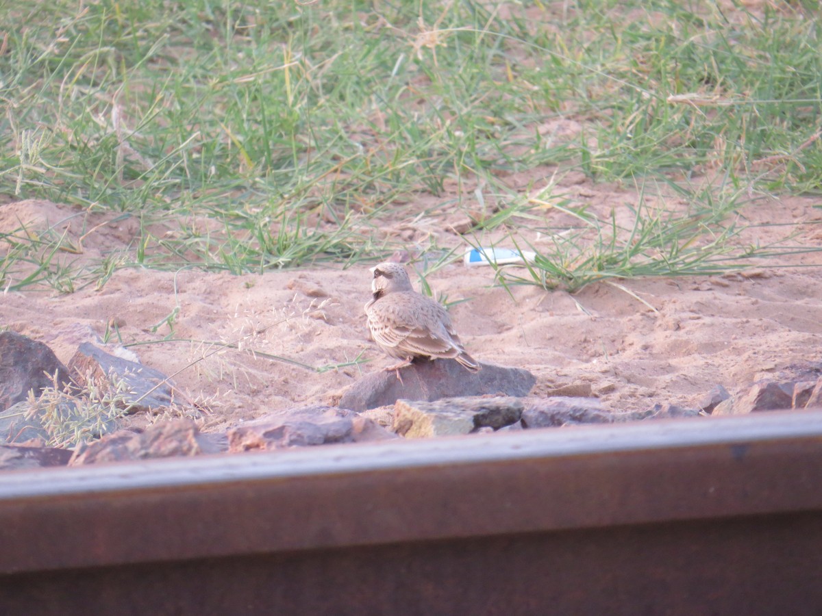 Ashy-crowned Sparrow-Lark - Pushpa Puliyeri