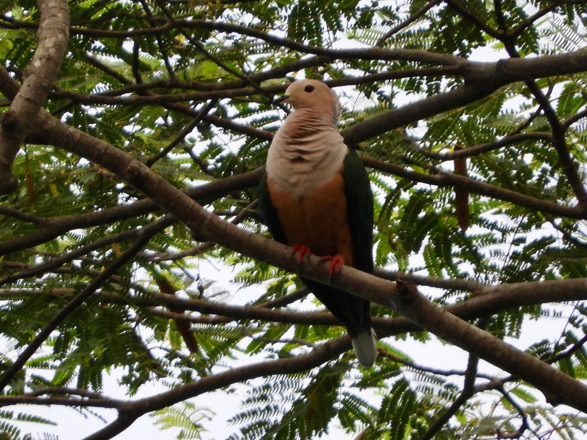 Cinnamon-bellied Imperial-Pigeon (Gray-naped) - Catherine McFadden