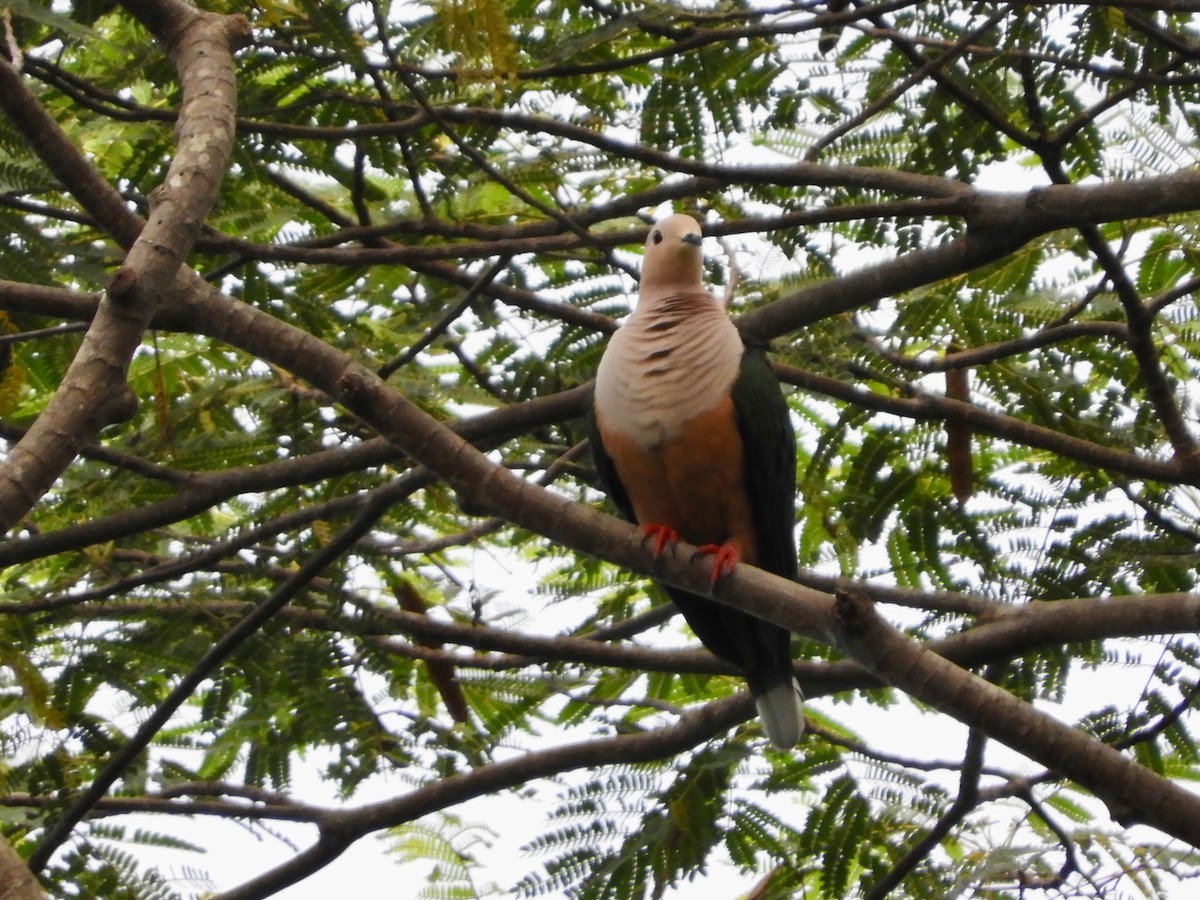 Cinnamon-bellied Imperial-Pigeon (Gray-naped) - ML480373811