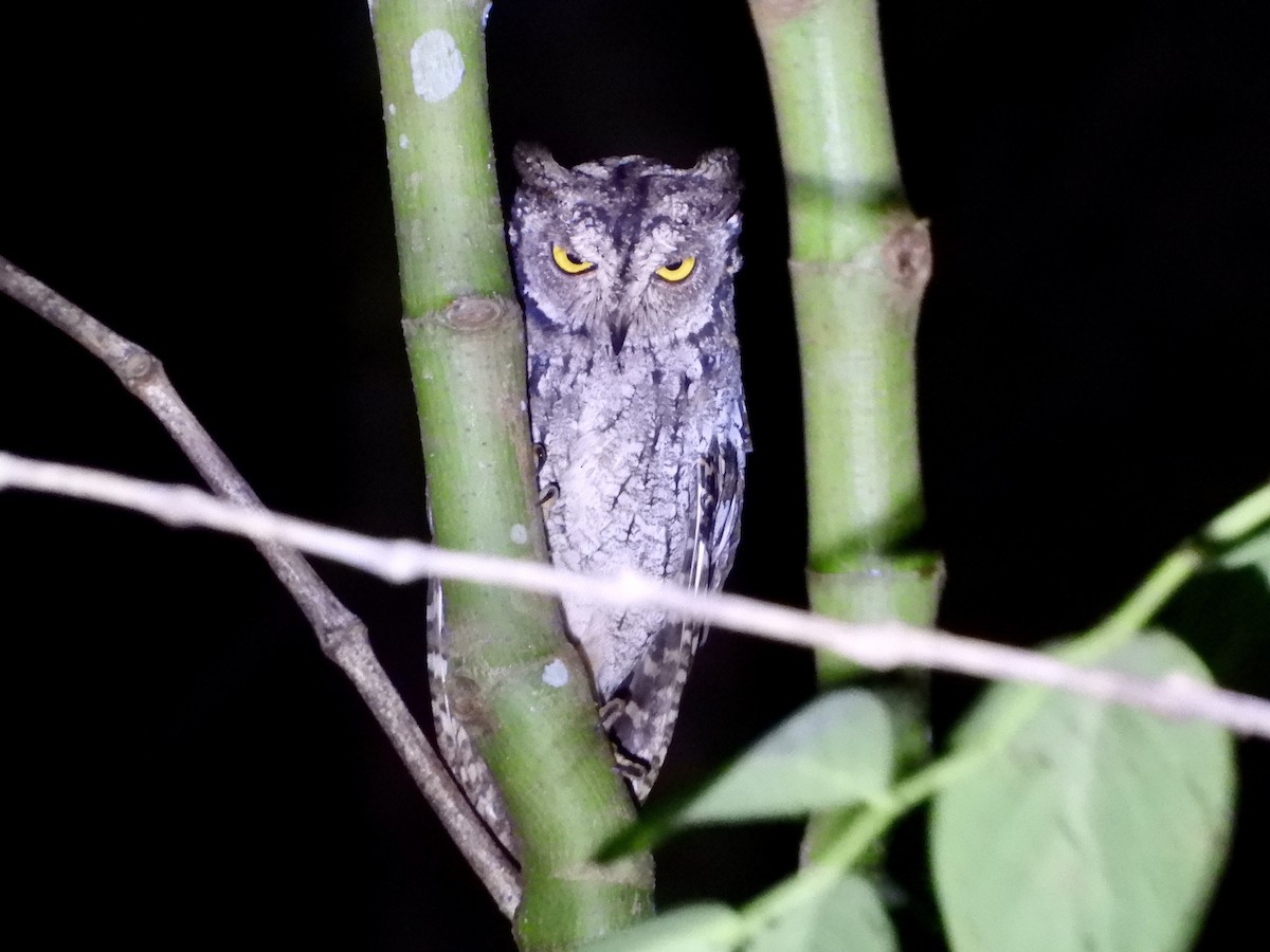 Moluccan Scops-Owl (Moluccan) - Catherine McFadden