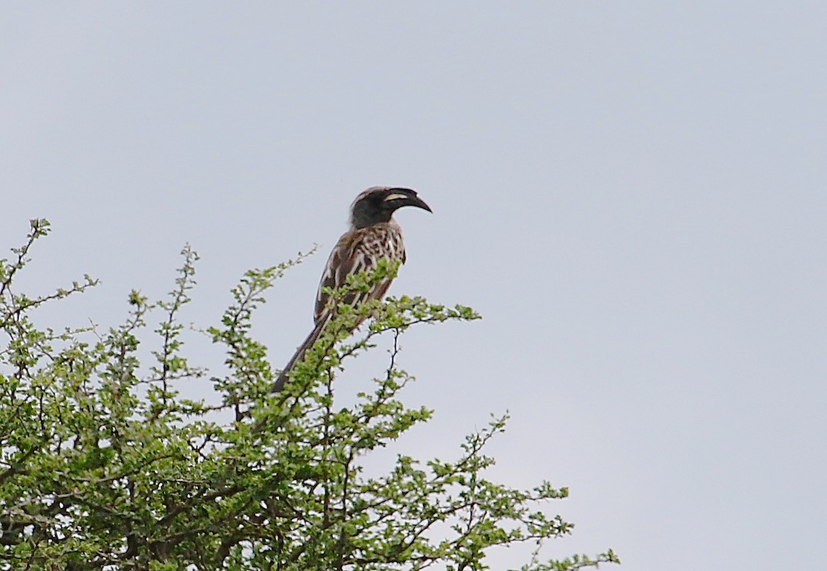 African Gray Hornbill - ML48038421