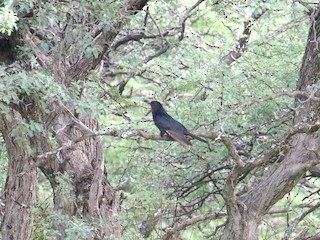 - Black Cuckoo