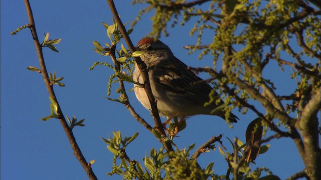 Chipping Sparrow - ML480386