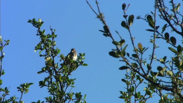 Field Sparrow - ML480388