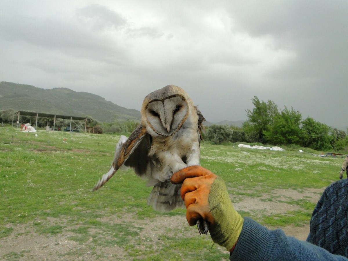 Barn Owl - FÜZUN KARACAN