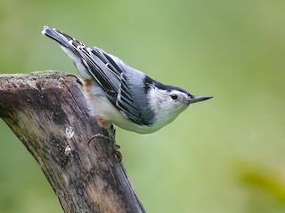  - White-breasted Nuthatch