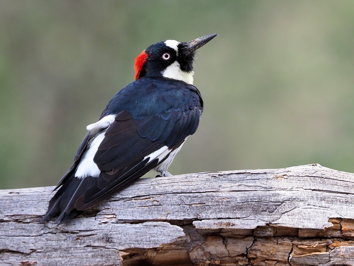 Acorn Woodpecker Range