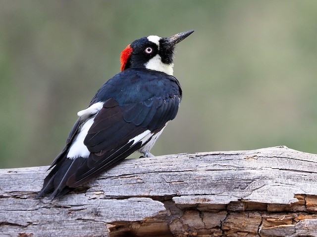 Acorn woodpecker - Wikipedia