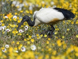 African Sacred Ibis - Threskiornis aethiopicus - Birds of the World