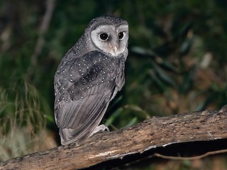 Sooty Owl - Tyto tenebricosa - Birds of the World