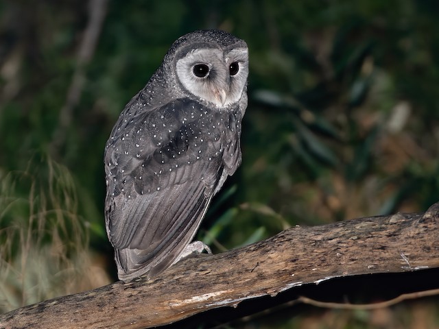 lesser sooty owl