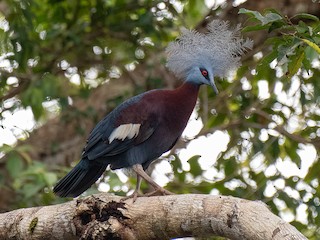  - Sclater's Crowned-Pigeon