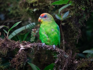 Red-fronted Parrotlet - Touit costaricensis - Birds of the World