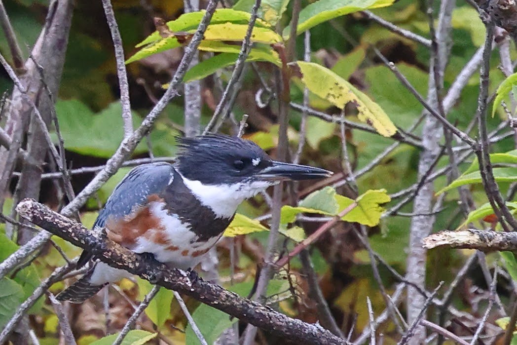 Belted Kingfisher - ML480397551